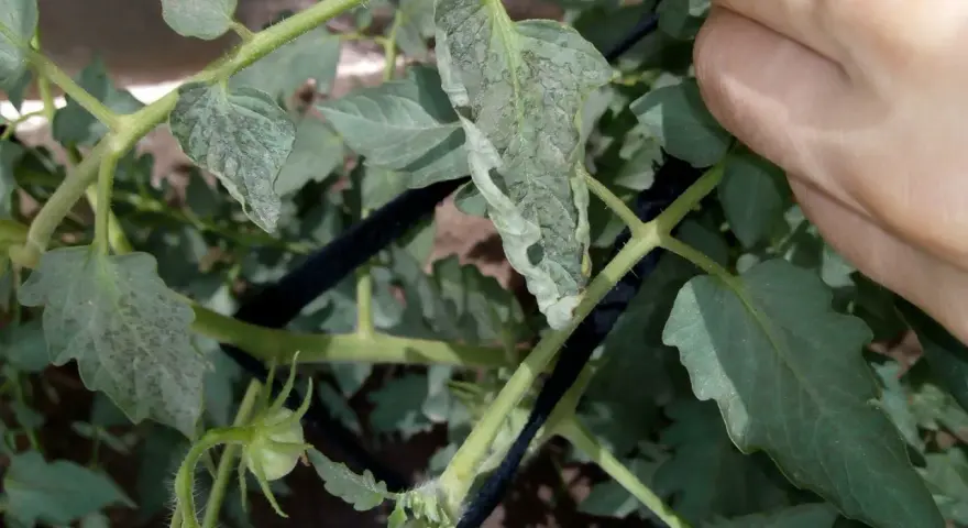 Hojas de tomate con manchas negras, indicando posible enfermedad. Una mano revisa la planta.