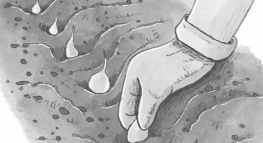 Mano guantata che semina bulbi nel terreno, un'attività tipica della luna di marzo per preparare il giardino.