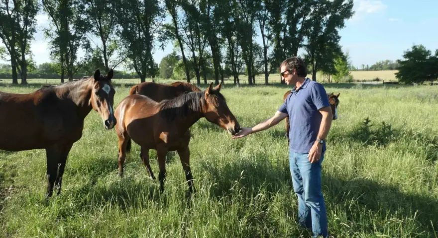 Un homme nourrit un cheval dans un pré verdoyant, entouré d'arbres. Un **palloubet d'Halong** se distingue par sa robe brune et sa tête curieuse.