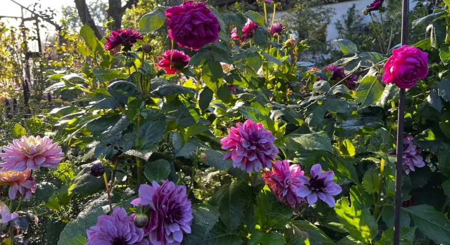 Prächtige Dahlien in Rosa- und Violetttönen blühen im Garten. Die Sonne beleuchtet die Blüten und das grüne Laub, ein schöner Anblick beim Dahlien pflanzen.