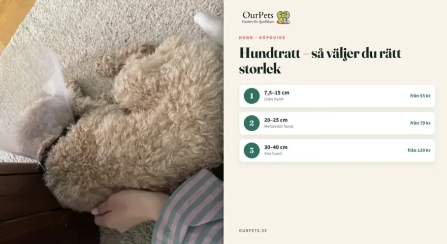 En hund med tratt vilar på en hundmatta. Bredvid syns en köpguide för hundtrattar.