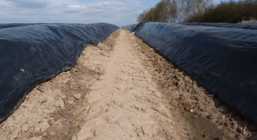 Jaki nawóz pod szparagi? Odkryj sekrety skutecznego nawożenia