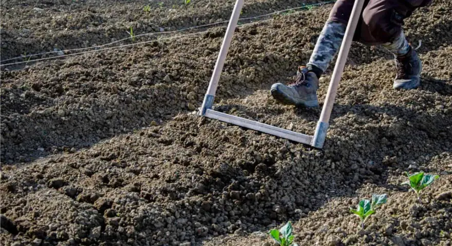Persona che lavora il terreno con un rastrello, preparando l'orto per la semina.
