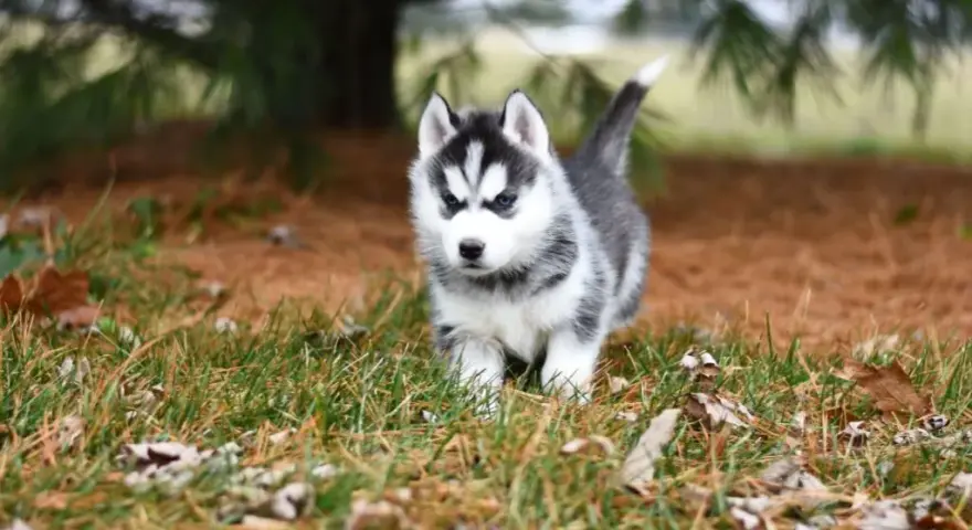 Czy husky jest dobry dla dzieci? Odkryj zalety i zagrożenia