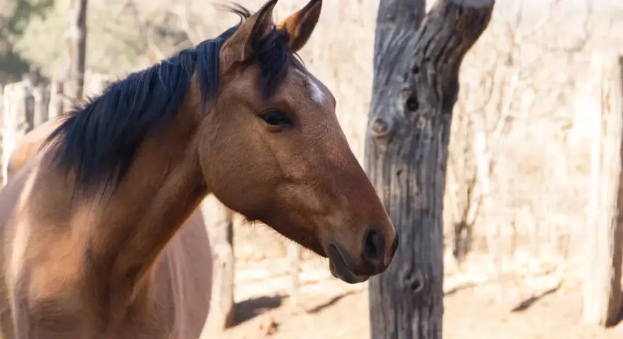 Profil d'un cheval brun, crinière noire, avec une étoile blanche sur le front. Le cheval semble en bonne santé, loin de toute gale.