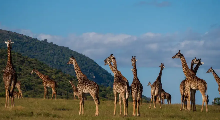 Stado żyraf pasących się na trawiastym wzgórzu w rezerwacie Masai Mara.
