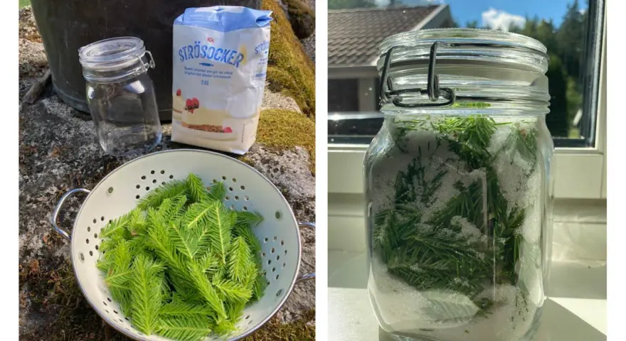 Granskott recept: färska granskott varvas med socker i en glasburk för att göra en sirap.