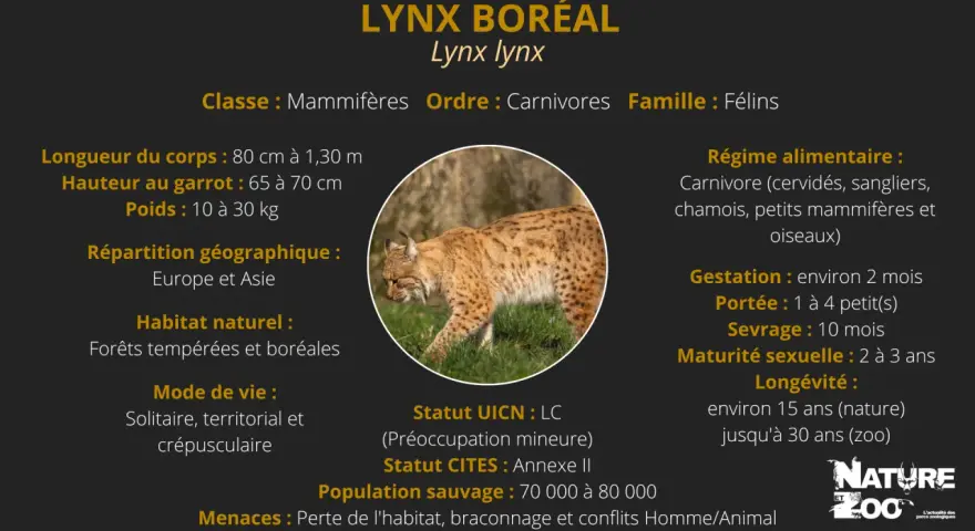 Lynx boréal, carnivore, que mange le lynx ? Cervidés, sangliers, chamois, petits mammifères et oiseaux.