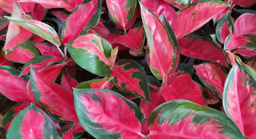 Bogactwo kolorów na liściach aglaonema odmiany. Intensywna czerwień przeplata się z zielenią, tworząc zachwycający wzór.