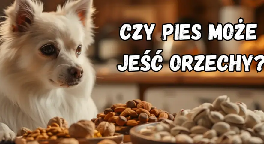 Czy pies może jeść orzechy laskowe? Ryzyka i bezpieczne praktyki