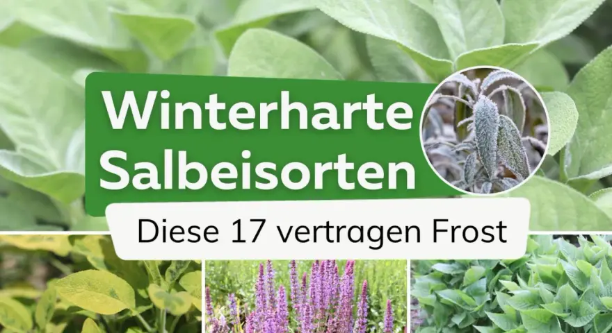 Winterharte Salbeisorten: Diese 17 Sorten trotzen Frost. Nahaufnahme von Salbeiblättern, einige mit Raureif bedeckt.