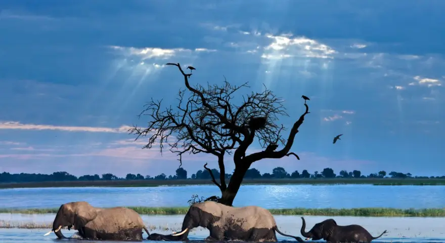 Trzy słonie brodzą w wodzie podczas botswana safari. Nad nimi rozpościera się dramatyczne, błękitne niebo z promieniami słońca przebijającymi się przez chmury.