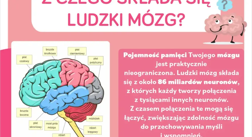 Schematyczny ludzki mózg z zaznaczonymi płatami: czołowym, ciemieniowym, potylicznym, skroniowym, móżdżkiem i pniem mózgu.
