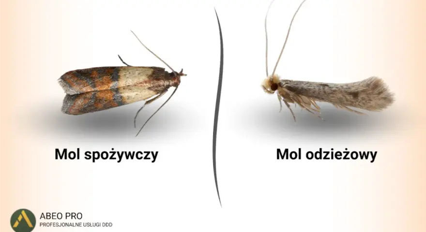 Dwa mole: spożywczy z brązowo-beżowymi skrzydłami i odzieżowy, szary. Pirs.