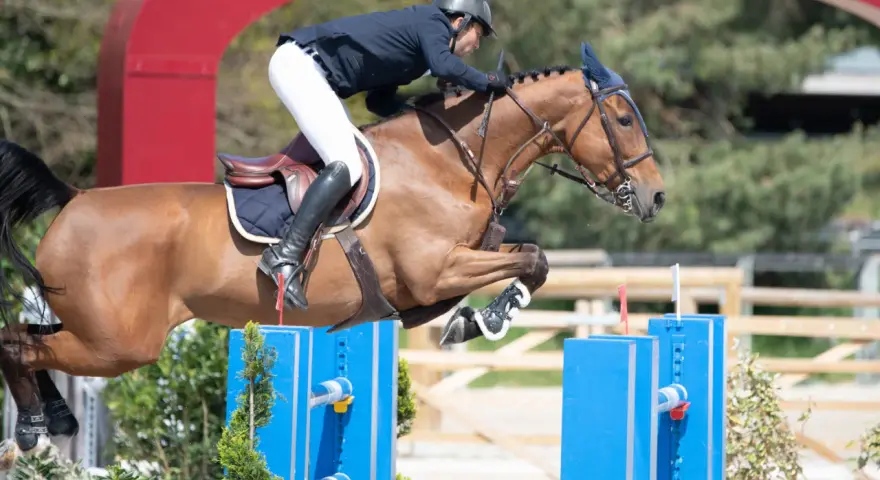 Lando, l'étalon brun, saute avec grâce un obstacle bleu, son cavalier concentré.
