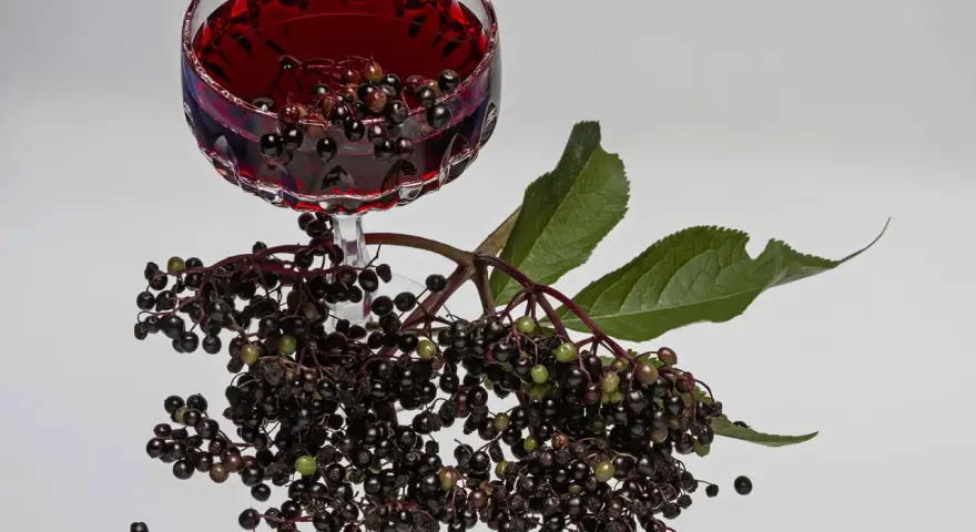 Ein Glas tiefroter Holunderschnaps mit Rum, daneben frische Holunderbeeren und Blätter.