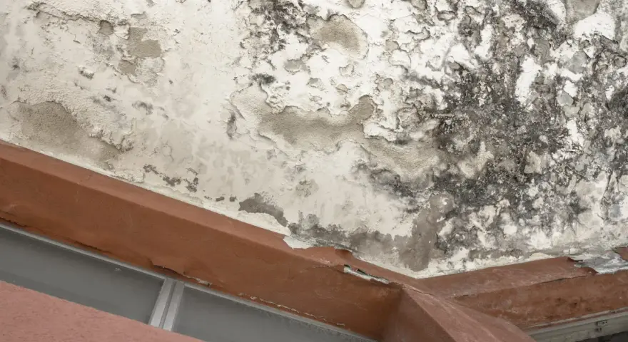 Plafond dégradé par un dégât des eaux en copropriété appartement. Peinture cloquée, moisissures noires et taches d'humidité visibles.
