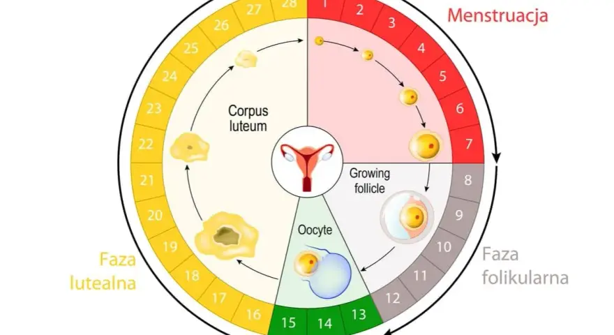 Cykl menstruacyjny: faza folikularna, owulacja, faza lutealna i menstruacja. Długość cyklu jest zmienna, ale średnio trwa ok. 28 dni.