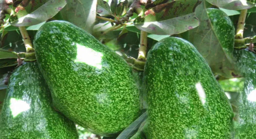 Gros avocats verts, mouchetés, mûrissent sur une branche. C'est là où pousse un avocat.