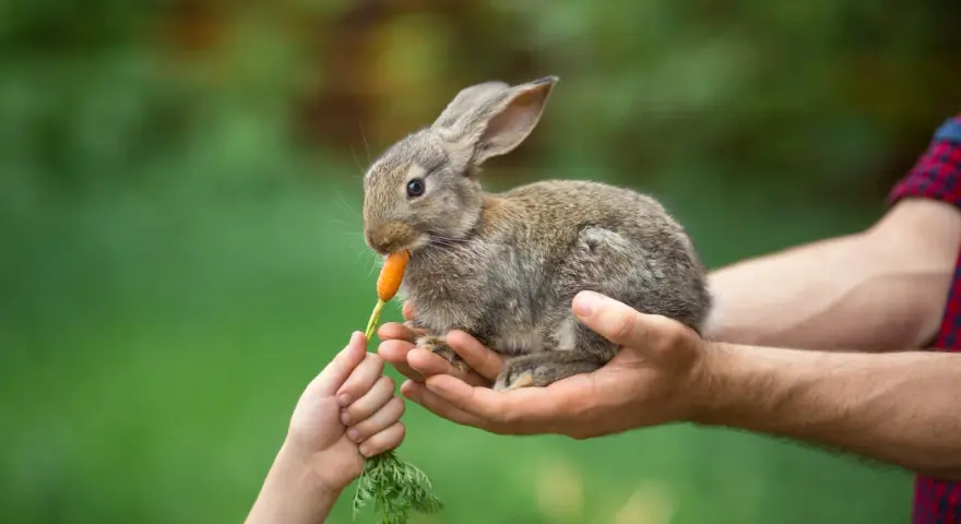 Un coniglietto tenero, tenuto tra le mani di un adulto, mangia una carota offerta da un bambino. Ecco cosa mangiano i conigli!