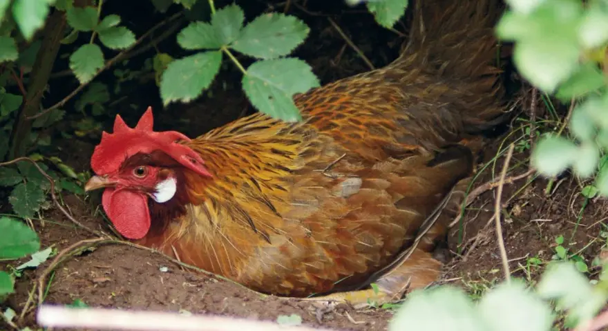 Gallina bruna con cresta rossa, nascosta tra la vegetazione, nel luogo dove fanno le uova le galline.
