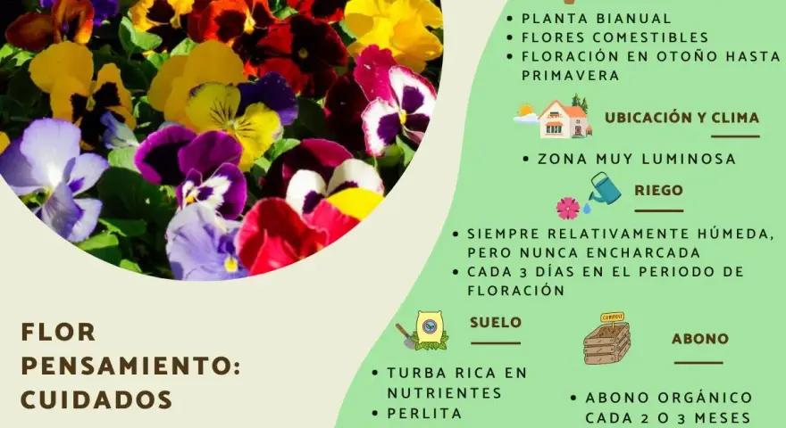Un grupo de flores de pensamiento de colores vibrantes, con información sobre su cuidado y significado.