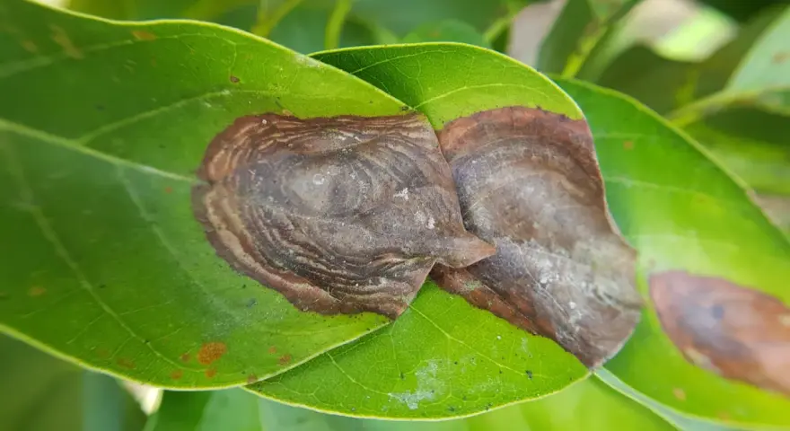 Hojas verdes con manchas marrones, indicativo de antracnosis. Se busca el mejor tratamiento para combatir la enfermedad.
