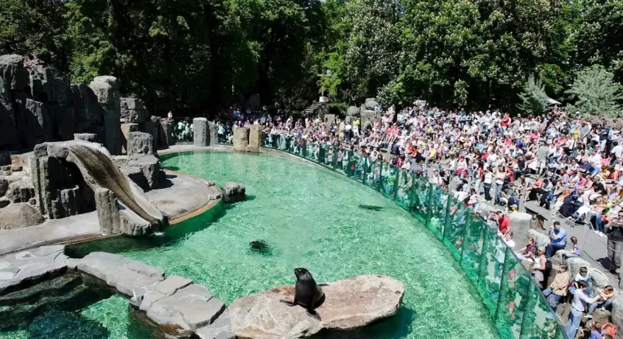 Foki w wodzie i na skale, tłumy widzów na widowni w zoo w Pradze.
