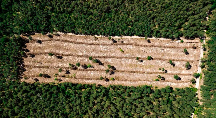 Vista aérea de una zona de tala de bosques, con surcos de tierra y árboles jóvenes dispersos en contraste con el bosque denso circundante.