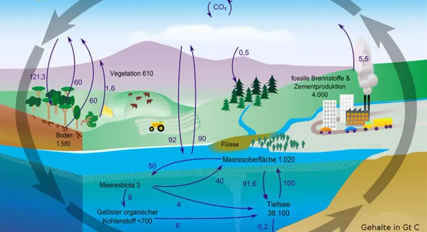 Der Kohlenstoffkreislauf zeigt, wie Kohlensäure zwischen Atmosphäre, Vegetation, Böden, Meeren und fossilen Brennstoffen zirkuliert.