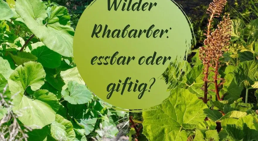 Grüne Blätter und braune Blütenstände umgeben einen Kreis mit der Frage: Wilder Rhabarber: essbar oder giftig?