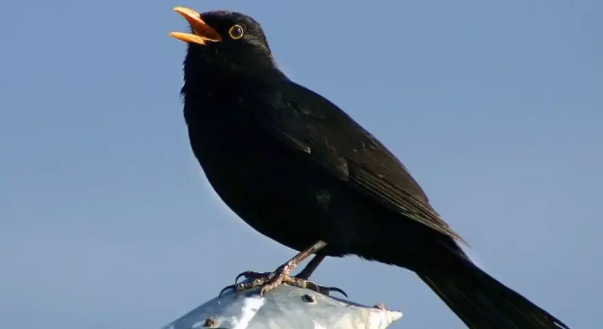 Un mirlo negro, con el pico abierto, canta melodías que forman parte de los cantos de aves de España.