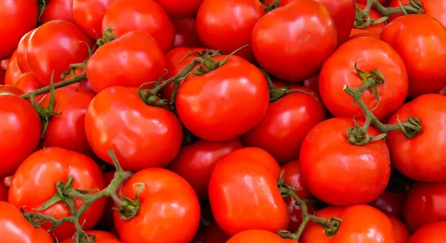 Mnóstwo soczystych, czerwonych pomidorów, idealnych na keto dietę. Doskonałe do sałatek i sosów.