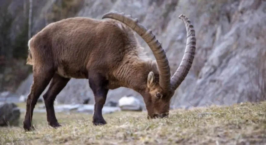 Stambecco con imponenti corna incurvate, intento a brucare l'erba. Ecco cosa mangia una capra selvatica in montagna.