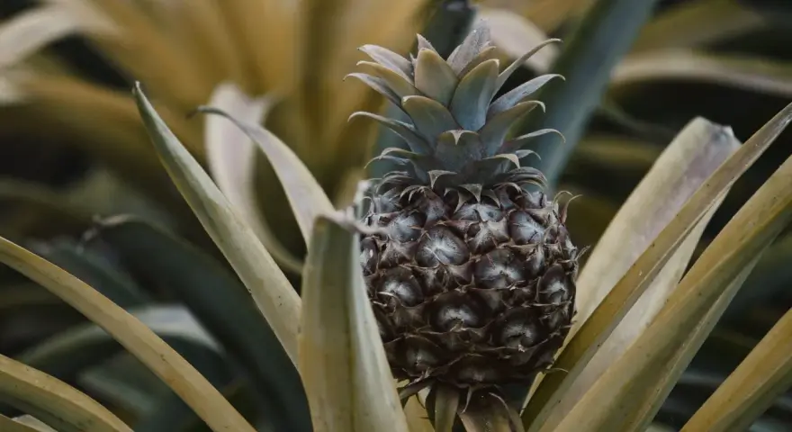 Planta de piña en maceta, con su fruto oscuro y hojas verdes y amarillas.