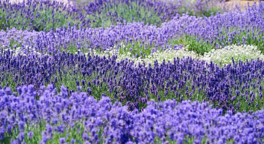 Ein Feld mit verschiedenen lavendel sorten, von tiefem Violett bis zu zarten Weißtönen, erstreckt sich in sanften Wellen.