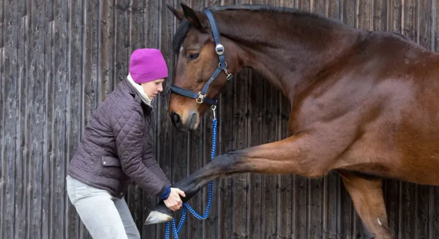 Une femme en bonnet rose soigne la **fourbure** d'un cheval brun, lui tenant la patte avant.