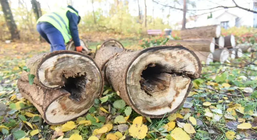 Pnie drzew leżą na ziemi, a w tle osoba w kamizelce odblaskowej. Dowiedz się, jak uniknąć kary za wycięcie drzewa bez zezwolenia.