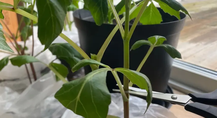 En sax klipper av en stjälk på en dahlia.