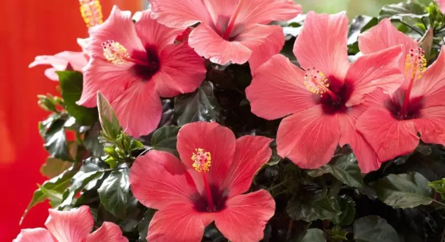 Piękny, kwitnący hibiskus w doniczce, z licznymi, łososiowymi kwiatami i ciemnozielonymi liśćmi.