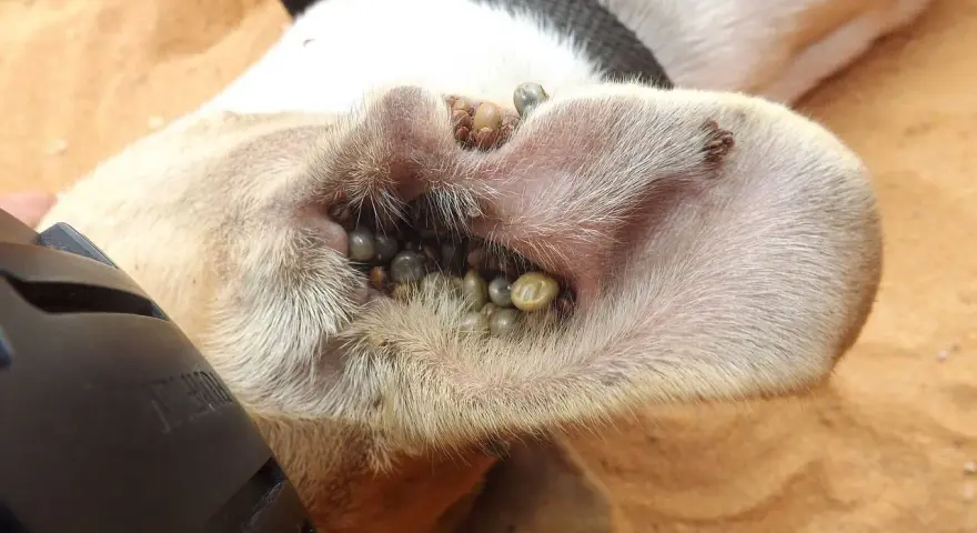 Un perro con la oreja infestada de garrapatas negras.