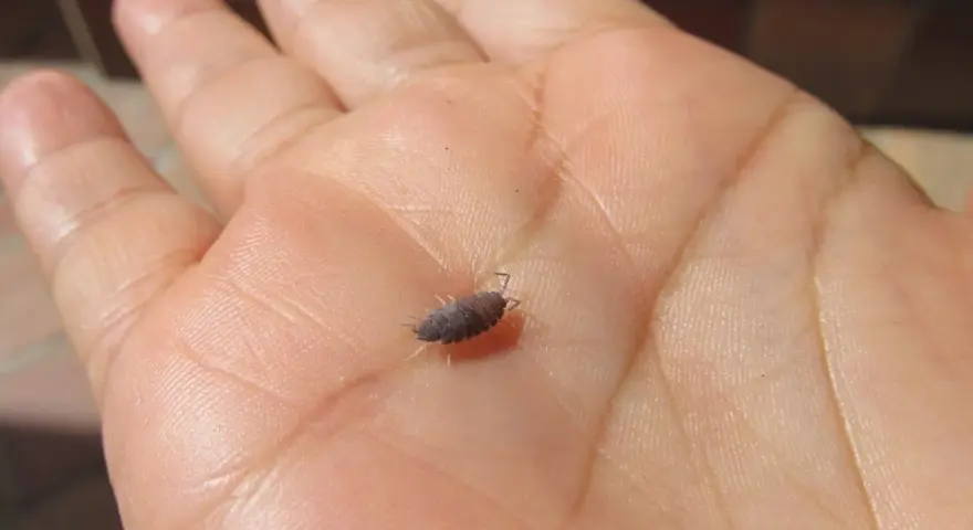 Un bicho bola, pequeño y oscuro, camina sobre la palma de una mano humana, mostrando sus patitas y antenas.