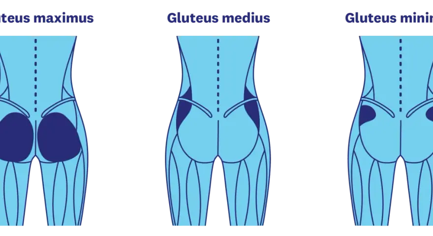 Illustration av gluteus maximus, medius och minimus muskler. Träna för en fastare rumpa på 3 veckor med rätt övningar.