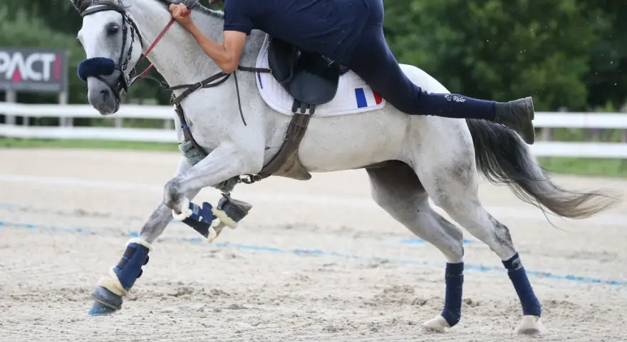 Un cavalier français sur un cheval gris en plein effort, symbolisant la passion et le dynamisme de l'équitation en France, reflétant le nombre licenciés équitation France.