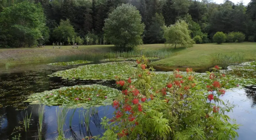 Staw z liliami wodnymi i kwitnącym krzewem na tle lasu.
