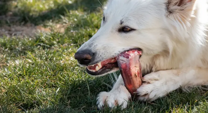 Un chien blanc savoure des os travers de porc dans l'herbe.
