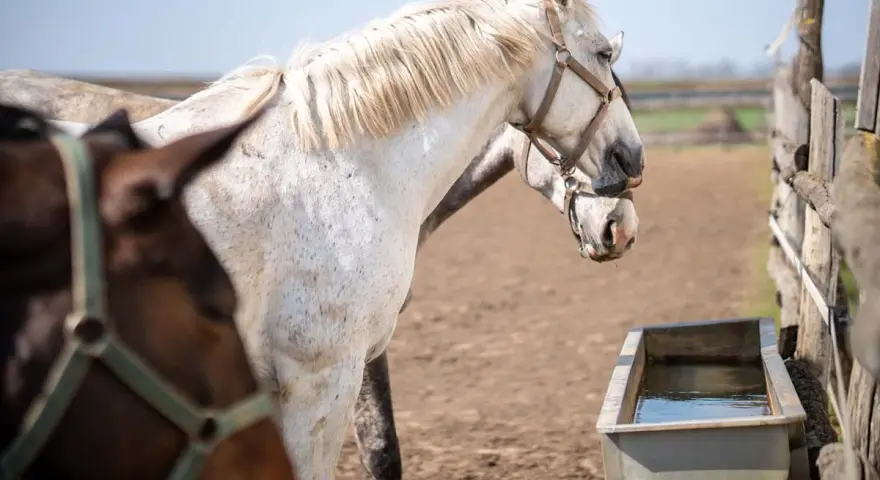 Deux chevaux, l'un blanc moucheté, l'autre brun, se tiennent près d'un abreuvoir. Le blanc semble être comme il faut cheval, prêt pour une promenade.