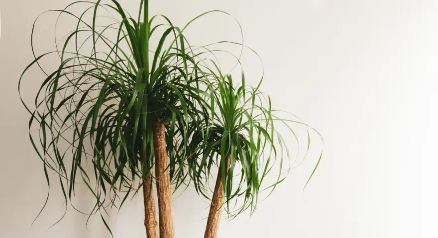 Two ponytail palm trees with long, flowing green leaves against a white background. Easy ponytail palm care for a striking indoor plant.