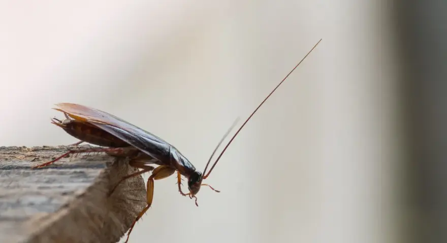 Una cucaracha en un borde de madera. ¿Was hilft gegen Kakerlaken? Este insecto es un problema común.