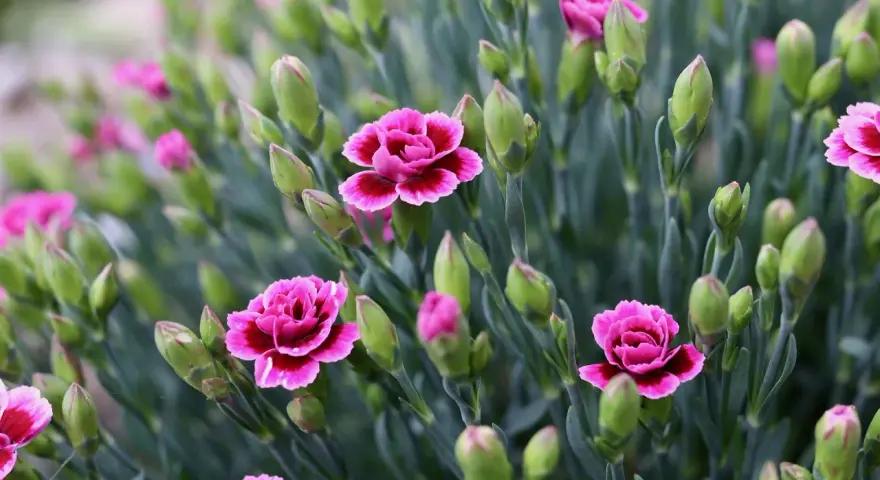 Ein Feld voller rosa Nelken, bereit zum Schneiden. Viele Knospen und einige geöffnete Blüten.